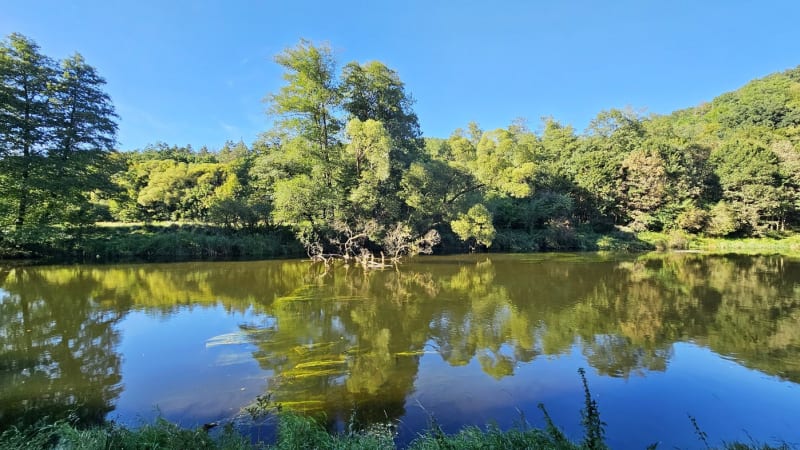 Podyjí hlásí nové druhy rostlin: Mračňák, kuřinku a chlupatku. Brzy přibude ditrichie smradlavá