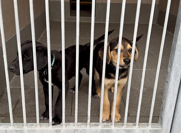 V ostravském útulku se nakupila odložená štěňata, potřebují i žrádlo