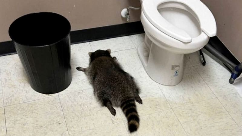 Neobvyklý lupič řádil v obchodě s alkoholem. Posilněný pak usnul na záchodě, ukazuje video