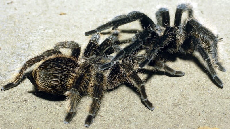 Námluvné tance, chemická anténa, stopování samiček a delikátní makadla. Jak vypadá pavoučí sex?