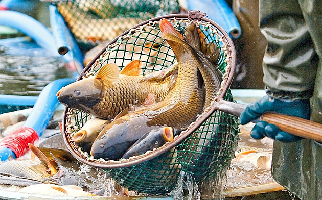Cena vánočních kaprů letos zůstává, opozdilci je seženou i na Štědrý den