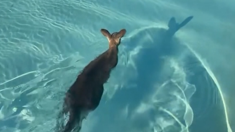 Roztomilé záběry z Austrálie: Klokan plaval v bazénu. Hupsnul tam, aby se osvěžil