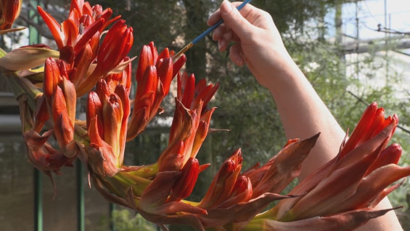 Obří lilie vykvetla pod Ještědem po 31 letech. Záběry ukazují, proč láká lidi z celého Česka