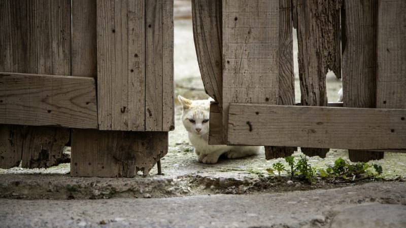 Otřesný případ týrání koček v Teplicích: Přes sto mrtvol majitelka nacpala do mrazáku