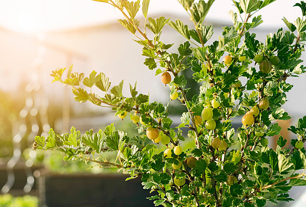 Kdy stříhat angrešt na jaře a jak na to správně. Tipy pro bohatou úrodu