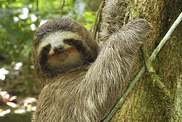 Šok z chladu. Ve skladu zvířat na Floridě zahynulo na třicet lenochodů