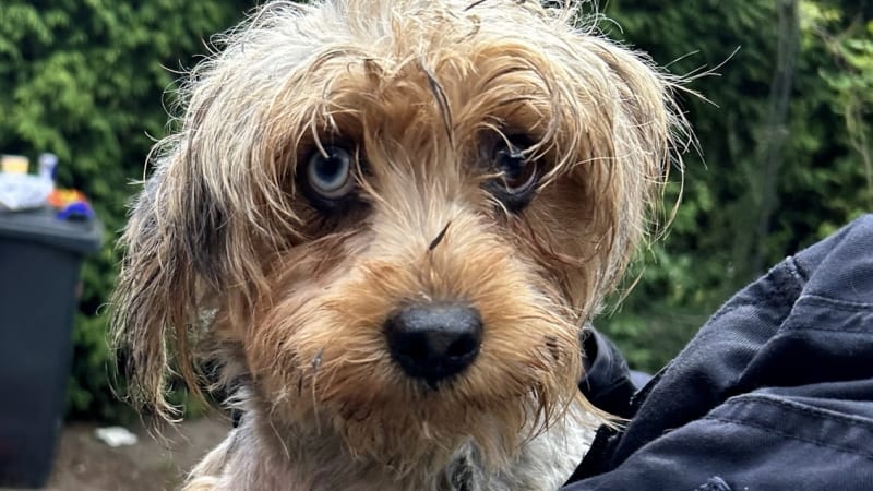 Záběry odhalily hrůzu na Mladoboleslavsku. V domě se tísnilo 165 zubožených psů