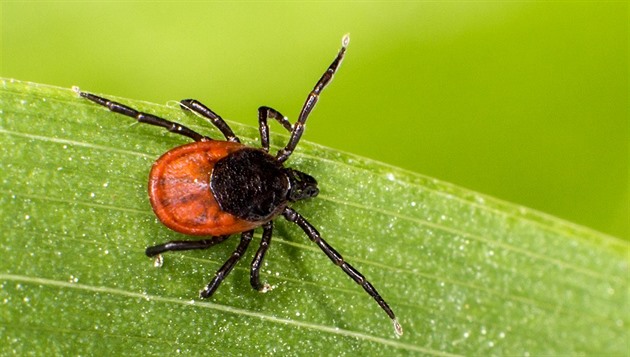 Ve Zlíně jsou nejnebezpečnější klíšťata, infekčních je více než polovina
